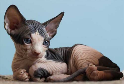 momentsforeverfaded:  I would absolutely adore a cat like this.