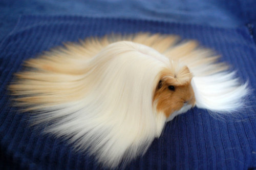 tumblr photo norafox 0