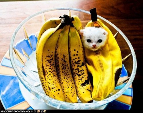 panda-face-mew:  O_O 