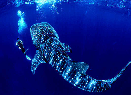 XXX turkeyhammer:  whale shark :o  photo