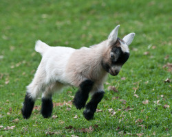 visualmindchatter:  Pygmy Goat Kid Frolicking