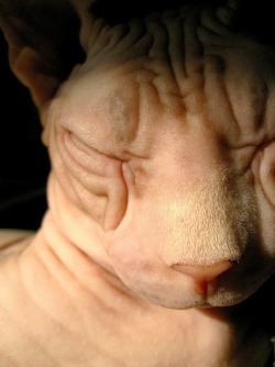 theprideland:  I want to kiss all the wrinkles on that face &lt;3 