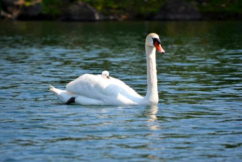abichuu:  While enjoying the potluck at Isanoura Park, my dad saw a baby swan with its mommie. :3  fhdshfirdhgihrihSo cute DX