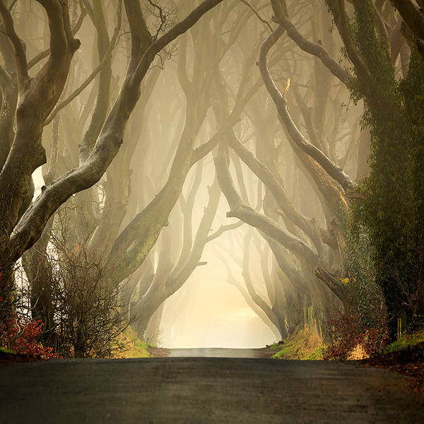 eslamelshatby:  Pawel Klarecki, The Dark Hedges 