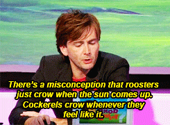 lord-tennant:  David Tennant on Ask Rhod Gilbert - Cockerels crow whenever they feel like it pt. 1/3 