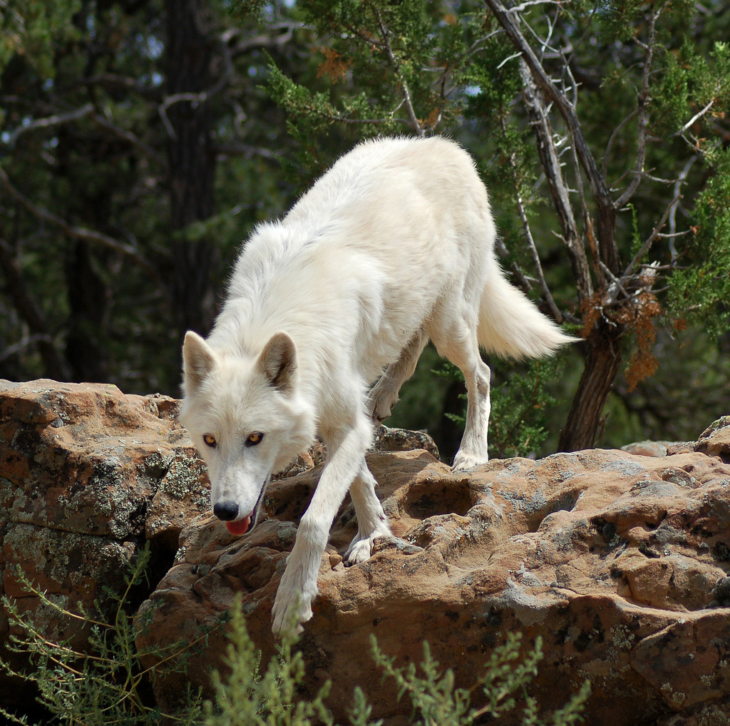 Stop Killing Wolves!