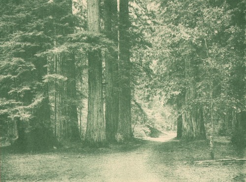 gypsji:  Redwood Tree Grove Photographer Unknown 1900-1910