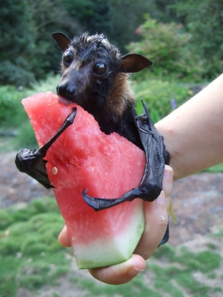 funnywildlife:  Fruit Bat!! Nom nom nom!! 