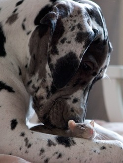 Aplacetolovedogs:  Thirtlife Great Dane And His Tiny Little Friend :)   