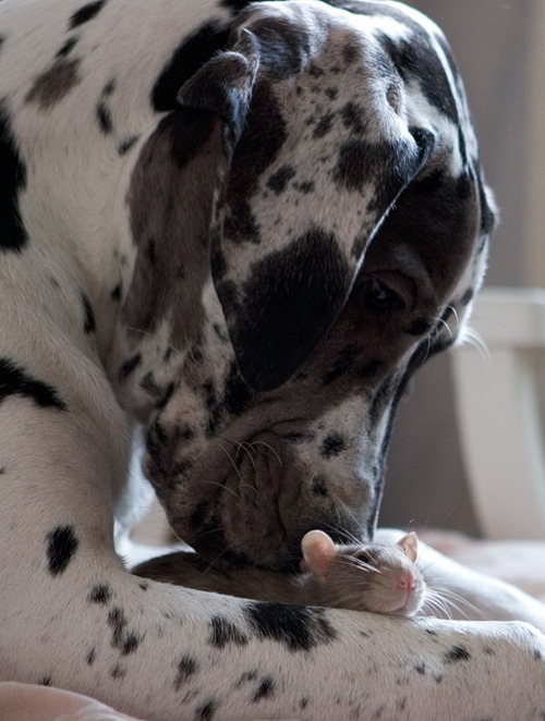 Porn photo aplacetolovedogs:  thirtlife Great Dane and