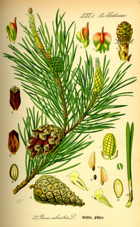 Pinus sylvestrus (Common name: Pine)