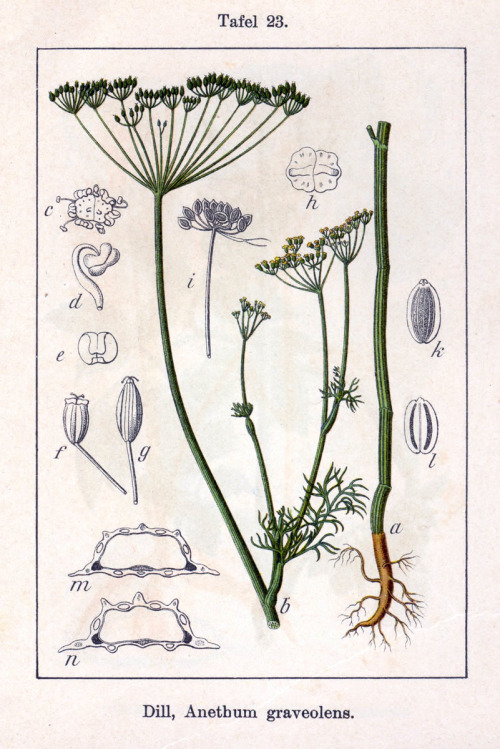 Anethum graveolens (Common name: Dill)