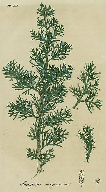 Juniperus virginiana (Common name(s): Cedarwood, Virginia Cedar)