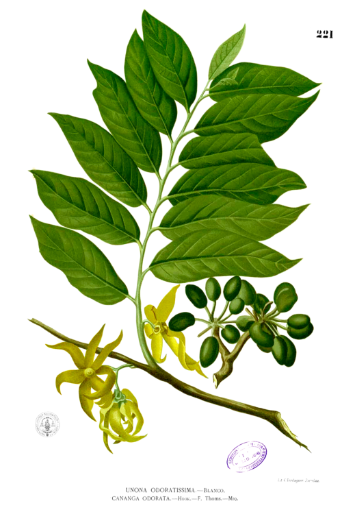 Cananga ordarata (Common name: Ylang ylang)