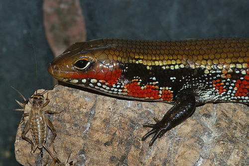 Fire Skinks (Riopa fernandi) are a Western African species of lizard. They can grow to just over 1ft long (with males growing to a larger size than females). This species of skink is omnivorous, but eats primarily insects.
There are few successful...