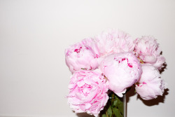 lov3lyland:  I swear peonies are my fucking favorite like they just look so feminine and graceful, but then also when they’re all spread out they kinda look like rugged little lion flowers and they’re fab in literally every shade they come in and