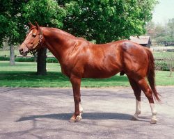 sirlawerenceofherlabia:  ted0290:  clevercollectornightss:  thereiningqueen: Secretariat as an older stallion.   Q cosa más rica   What a dish