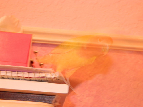 myspacefamosity:THIS IS ALWYS THE BEST PICTURE EVER BECAUSE MY BIRD FLEW AWAY LIKE AT THE SAME EXACT