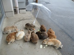 moord:  witchsauce:  “Ōkunoshima (大久野島) is often called Usagi Shima, or Rabbit Island, because of the numerous wild rabbits that roam the island; they are rather tame and will approach humans.” (Source)  i want to live there