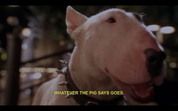 oldfilmsflicker:  Babe: Pig in the City, 1998 (dir. George Miller)