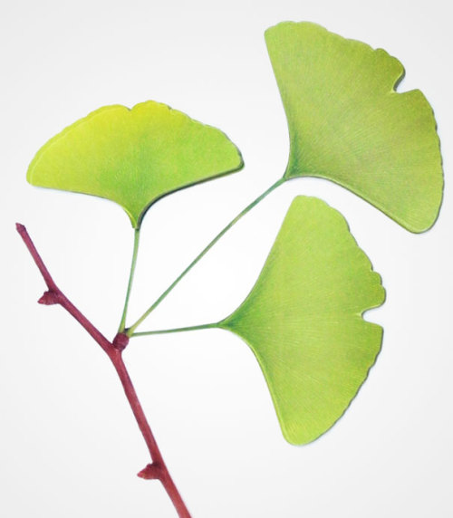 Ginkgo leaf-it Stickers by AppreeI have a sweet spot for nature-inspired stationery.