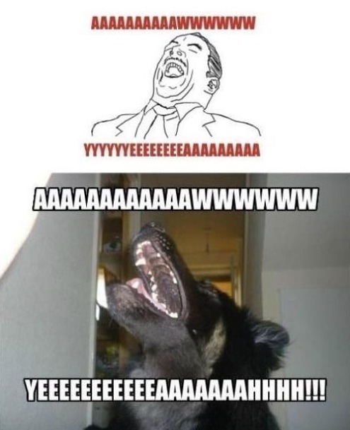 laweawena:  el ultimo perro csm xDDDD moriiii csm xDDD  