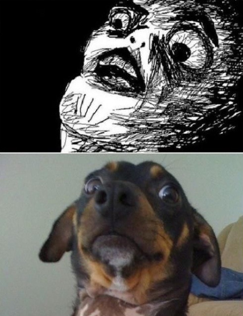 laweawena:  el ultimo perro csm xDDDD moriiii csm xDDD  