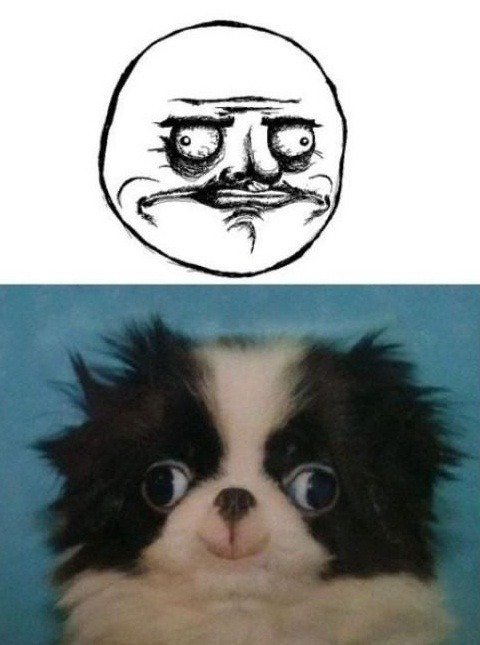 laweawena:  el ultimo perro csm xDDDD moriiii csm xDDD  