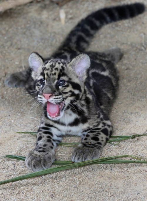 magicalnaturetour:Cute little clouded leopard cub.  Photo credit Point Defiance. EFE/Barbara Walton 