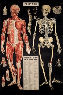 scientificillustration:  Muscles et tendons os et articulations 