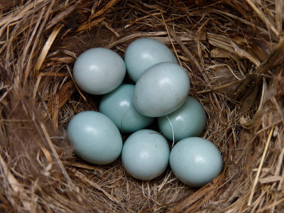 Mountain Bluebird nest by annkelliott on Flickr.