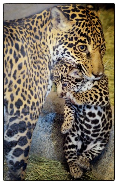 No words…too cute.
sdzoo:
“ Proud jaguar mom Nindiri & her cub by Deric Wagner via Facebook
”