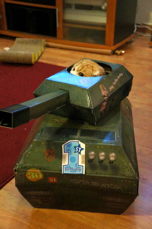 waffles-the-cat:We bought him a toy tank for his birthday. He likes sleeping in it.