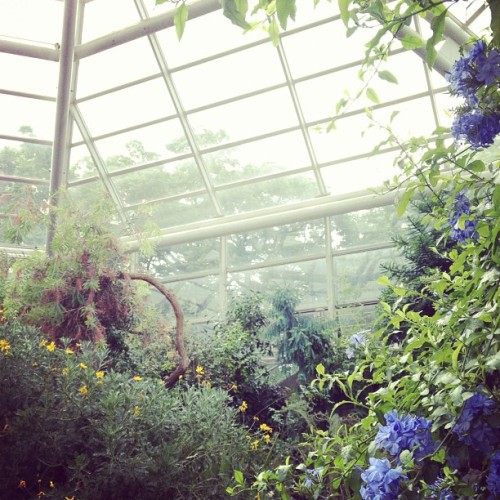 Home sweet home (Taken with Instagram at Warm Temperate Pavilion @ the Steinhardt Conservatory)