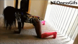 neonessgifs:  Twerksum New 2 