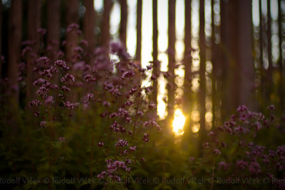 rudolfvlcek:
“Fence on Flickr.
Fence
”