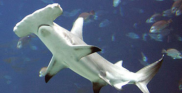 “The demand for shark fins is driving some shark species to extinction. Tens of millions of sh