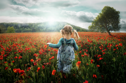 landyscape:  Into the poppies (by: John