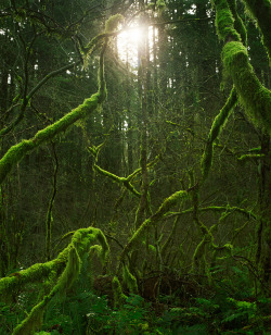 woodendreams:  (by Zeb Andrews)
