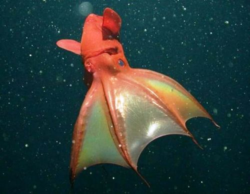 leisure-activity:The Vampire Squid..Vampyroteuthis infernalis, its scientific name, translates to “v