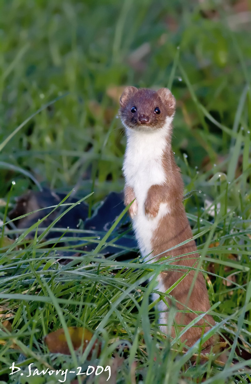 amnemonic:  Stoats can be cute too!. - Imgur