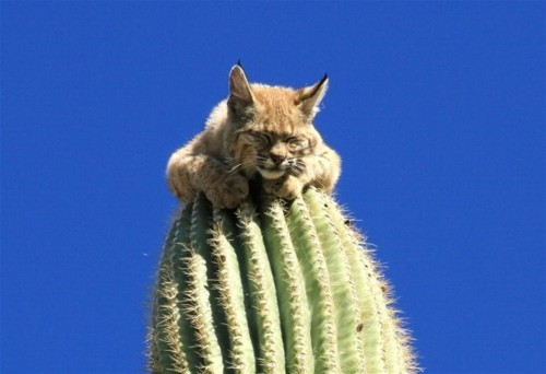 aliendjinn:Nature photographer Curt Fonger stumbled upon a bobcat sitting atop a 40 foot tall Saguar