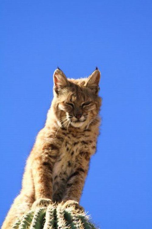 aliendjinn:Nature photographer Curt Fonger stumbled upon a bobcat sitting atop a 40 foot tall Saguar