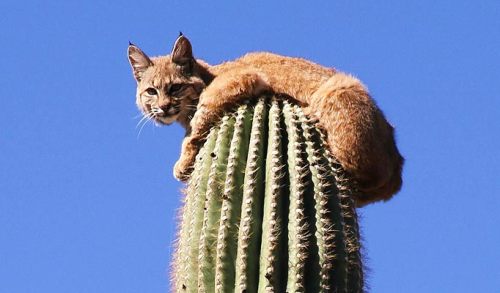 aliendjinn:Nature photographer Curt Fonger stumbled upon a bobcat sitting atop a 40 foot tall Saguar