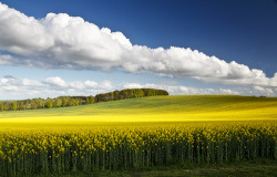 bluepueblo:  Marlborough Downs, Wiltshire,