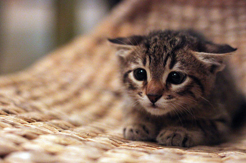 luxuriousdesire:  awwwwww 