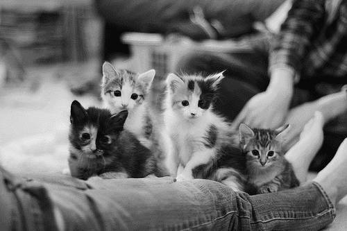 sleepinsidemysoul:mistymorrning:crazy cat lady starter kit…I reblogged this from @mistymorrning 3 ye