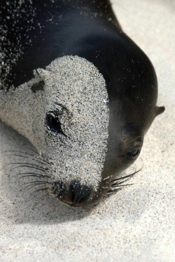 theanimalblog:  Galapagos sea lion on Santa Fe Island 