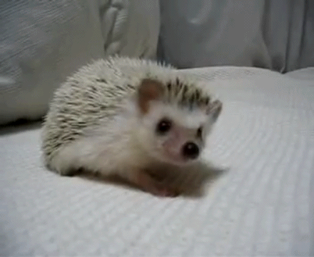 hipsical:  I’m not even kidding when I say I want a pet hedgehog just look at these