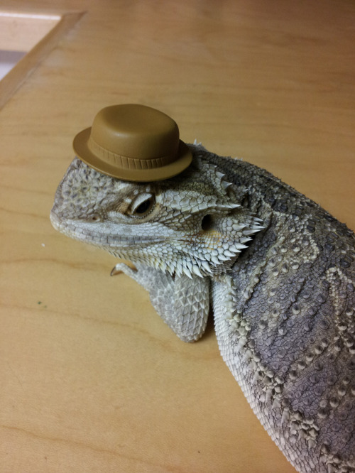 braininvain:  crittercreature:  swagalaggin:  off to work  Yes, good.  I hope Johnson has those reports.